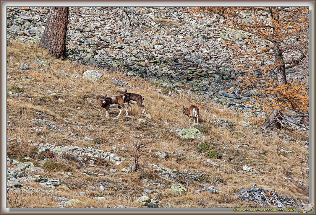 MOUFLONS